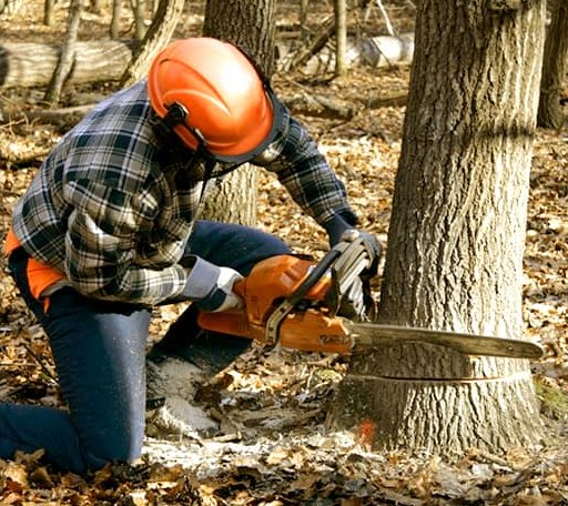 Tree Removal in Temple, ME